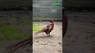 ស្តេចកូលីត  Siamese Fireback short travel birds [upl. by Dosi]