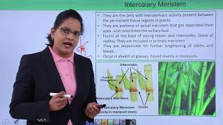 Class10th – Intercalary and lateral Meristem  Anatomy of Flowering Plant  Tutorials Point [upl. by Yevrah]