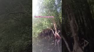 The Giant mangroves at Bucas Grande Island Surigao del Norte [upl. by Eanahc41]