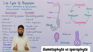 Division bryophyta  Gametophyte and sporophyte in bryophyte [upl. by Omik]