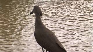 hamerkop Scopus umbretta [upl. by Costanza]