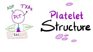 Platelet Structure  Thrombocytes Are The Babies of Megakaryocytes  Hemostasis  Hematology [upl. by Nolak209]