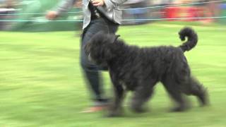 Ch Im Special Inessence Movado at Kanix  Bouvier des Flandres  Lambert [upl. by Hyacinthie]