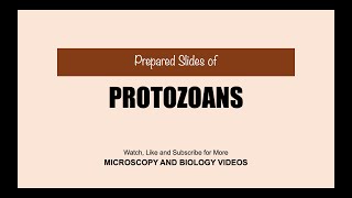 Protozoans Microscopy [upl. by Notyalc]