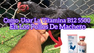 COMO USAR LA VITAMINA B12 5500 EN LOS POLLOS DE MACHERO [upl. by Ydorb]