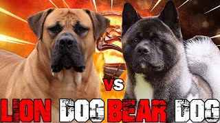 Boerbeol vs American Akita  American Akita vs Boerboel  Powerful Guard Dog  Billa Boyka [upl. by Ariak]