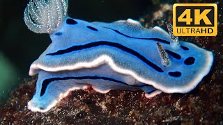 Blue Nudibranch  Blue glaucus  blue dragon nudibranch in 4K Ultra HD [upl. by Vincentia]