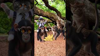 Cute cats and monkey dont steal my banana cutecat catlover catvideos trendingshorts [upl. by Ydok]