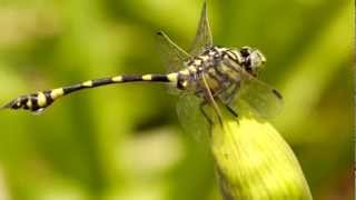 Australian Tiger Ictinogomphus australis Dragonfly  1 [upl. by Claudette]