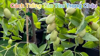 CUỘC SỐNG ÚC l CÁCH TRỒNG TÁO TÀU GA866 VÀ TIGERTOOTH TRONG CHẬU l HOW TO GROW JUJUBE GA866 TIGER [upl. by Levi]