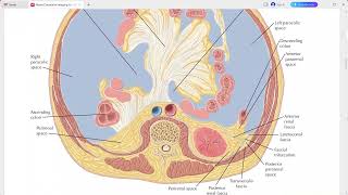 ABDOMEN ANATOMY NETTER SERIES [upl. by Loydie]