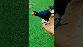 Bird Park videos dekhne ke liye 👍 subscribe to my channel 🥰✌️ [upl. by Nnomae]