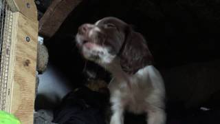 Springer Spaniel Puppy Howling 8 Weeks Old [upl. by Ninehc]