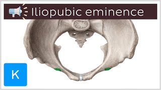 Iliopubic eminence  Anatomical Terms Pronunciation by Kenhub [upl. by Nylirret]