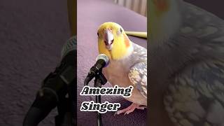 My Cockatiel first time Singing  Cockatiel song cockatiel birds singer [upl. by Anuqahs788]