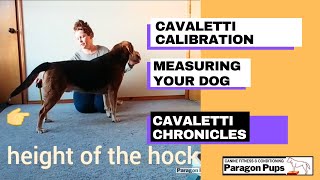 Cavaletti Calibration Measuring Your Dog [upl. by Rupert]