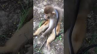 Monkey vs Snake The Ultimate Showdownsortssnake monkeyfunnyshort [upl. by Gabrila950]