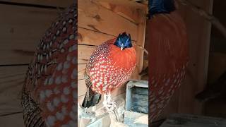 Bażant tragopan tyminek samiec i samica [upl. by Elamaj254]