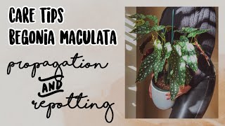 CARE TIPS BEGONIA MACULATA  PROPAGATE  REPOTTING [upl. by Vevine]