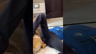 leo ne anant ko kat liya 🥺 labradorlovers dogvideos funny labrador dogcomedy dog shorts [upl. by Ettenej]