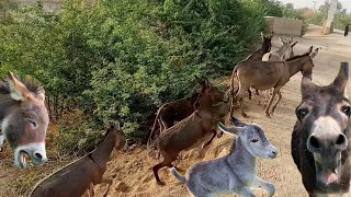 Donkeys and donkeys with babies  donkeys funny sounds  with donkey meeting [upl. by Alak]