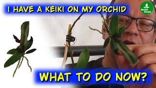 Orchid keiki removing and potting [upl. by Annaeoj316]