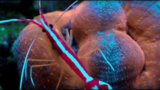 Feeding Lobophyllia coral [upl. by Lomax361]