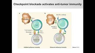 Glycosylation and stabilization of programmed death ligand 1 suppresses T cell [upl. by Nniw273]