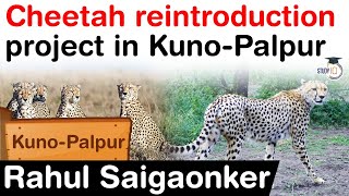 Cheetah reintroduction project in Kuno Palpur  Facts about Kuno Palpur Wildlife Sanctuary UPSC [upl. by Euqinay171]