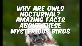 Why Are Owls Nocturnal Amazing Facts About These Mysterious Birds [upl. by Joses]