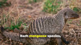 Exploring the Fascinating World of Mongoose In Kruger National Park  Africa Safari Destination [upl. by Zapot]