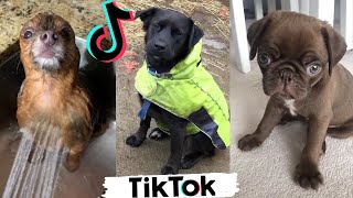 Cute amp Funny DOGS of TikTok  Best Compilation of Dog TIK TOKS [upl. by Juta]