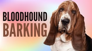 Bloodhound Barking Sounds  Bloodhound Sound Effects  2 Minutes [upl. by Glinys65]