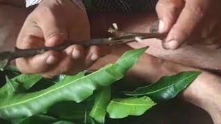 Epicotyl grafting of Mango [upl. by Omsoc]