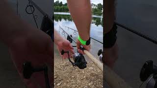 Carp fishing take whilst spodding fishing carpfishing carpfishing2024 carpangler [upl. by Eusoj477]