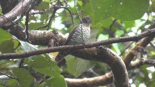 Little Goulds BronzeCuckoo Chrysococcyx minutillus russatus 2 [upl. by Weikert]