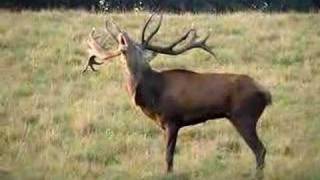 Red Dear Stag Bellowing in Denmark [upl. by Felisha]