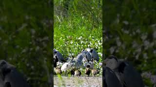 Greyheaded kingfisher  Short video 4KUHD Birds Photography  Wild Video  Wildlife Animals [upl. by Lisetta]