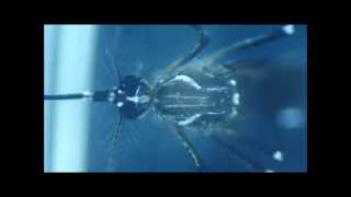 Stereo Microscope Mosquito [upl. by Htebaras]