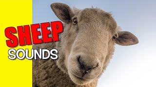 Sheep Sound Effects [upl. by Atiuqal]