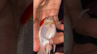 Goldfish breeding minivlog fish aquarium petsvlog fishing goldfish koifish gold pets vlog [upl. by Greysun]