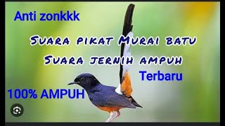 SUARA PANCINGAN PIKAT BURUNG MURAI BATU PALING AMPUH DAN JERNIH UNTUK PEMIKAT HANDAL [upl. by Talbot]