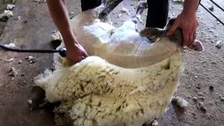 Sheep shearing  Bowen Technique [upl. by Nihcas476]