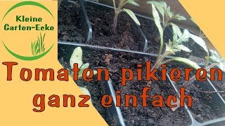 Tomaten pikieren ganz einfach  Tomatenpflanzen selber vorziehen  Tomatenanzucht März [upl. by Cardon]