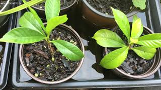 How To Propagate Gardenias The Easy Way [upl. by Shaina]