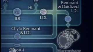 Physiology of Lipoprotein Metabolism [upl. by Pavlish]