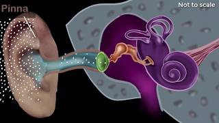 Human ear  structure amp working  Sound  Physics  Khan Academy [upl. by Lovmilla]