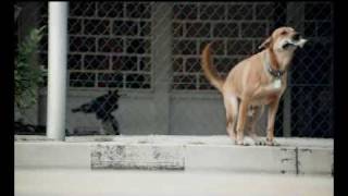 Dukes Film Debut The SPCA Commercial [upl. by Roskes]