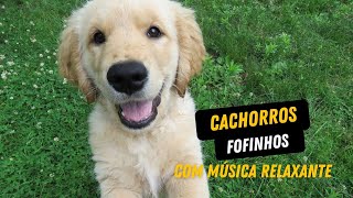 FILHOTES DE CACHORROS FOFINHOS [upl. by Binni]