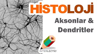 Histoloji  Sinir Doku  Aksonlar amp Dendritler [upl. by Kilian579]